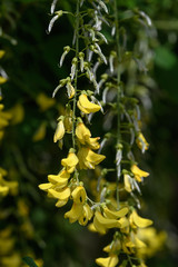 Tree with yellow flowers of Laburnum anagyroides, the common laburnum, golden chain or golden rain, in full bloom in a sunny spring garden, beautiful outdoor floral background