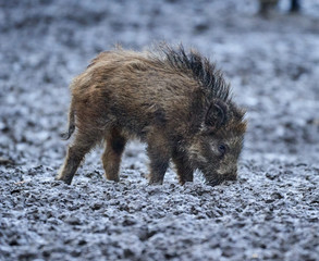 Wild hogs rooting in the mud