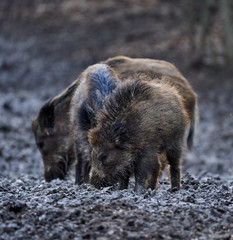 Wild hogs rooting in the mud