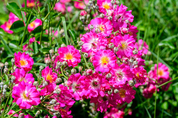 Large green bush with fresh vivid pink roses and green leaves in a garden in a sunny summer day, beautiful outdoor floral background photographed with soft focus