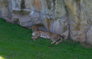 Cheetah Resting In The Shade