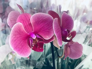 purple orchid flower,