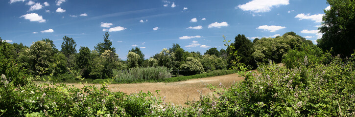 Panoramic view of green forest and field of ripe wheat. Tuscany. Italy.