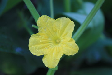 yellow cucumber flowers in the garden