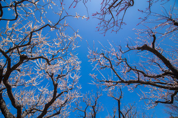 満開の梅の花と青空