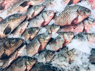 Fresh fish on ice