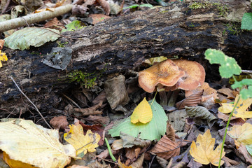Forest mushrooms in the grass