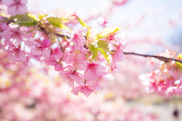 春の満開の桜の花