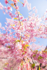 春の満開の桜の花
