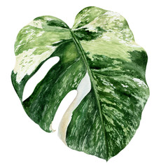 Tropical leaf monstera watercolor isolated on white background © cosmicanna