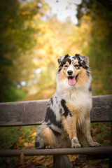 Australian shepherd is sitting on bench. It is autumn atmosphere and she is so fluffy.