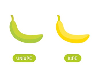 Yellow and green banana cartoon illustration with typography. Ripe and unripe antonyms word card flat vector template. Flashcard for english language learning. Opposites concept.