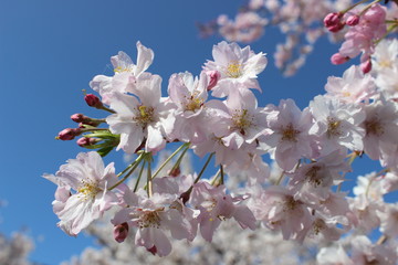 white cherry blossom in spring