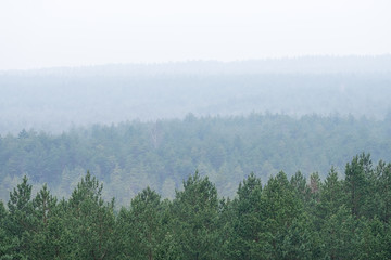 Panoramic Forest in the morning mist with far horizon with fog. Spruce, birch tops in fog in autumn - 328658912