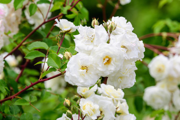 Large green bush with fresh delicate white roses and green leaves in a garden in a sunny summer day, beautiful outdoor floral background