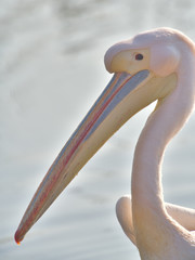 桃色ペリカンの顔アップ