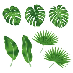 Fototapete Tropische Blätter Vektorsatz exotischer tropischer Blätter, Bananenblätter, Monsterablätter, Palmblätter
