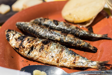 Grilled Sardines