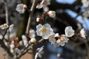 Image of Plum blossoms in full bloom