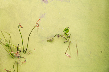 micro-organisms floating in the water and emerging aquatic plants,Green background