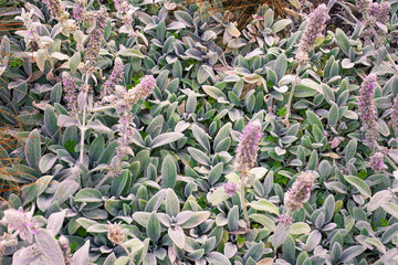 top view of soft background with hairy leaves of lamb's-ear plants with small pink flowers. Stachys byzantina