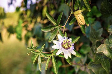 close up of exotic passionflower seeds on natural green background. (passiflora Caerulea)