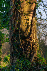 Tree trunk with ivy twisting up it.