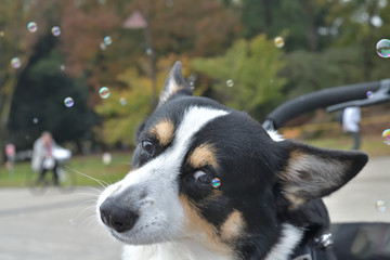 撮影者の愛犬、シャボン玉をガン見する