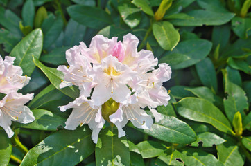 Beautiful bloom common tall Rhododendron (Rhododendron caucasicum) in springtime ,is evergreen shrub has pretty white cluster of large flower use as ornamental flowering plant