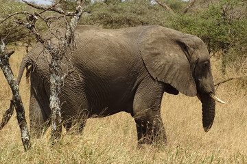 Loxodonta africana