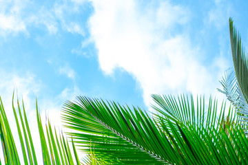 green palm leaves below against a blue sky with clouds with copy space