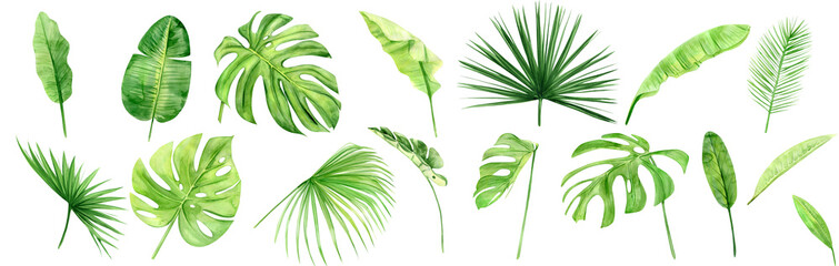 Green palm leaves set. Tropical plant. Hand painted watercolor illustration isolated on white background. Realistic botanical art. Design element for fabrics, invitations, clothes and other