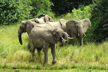Fototapeta premium Loxodonta africana