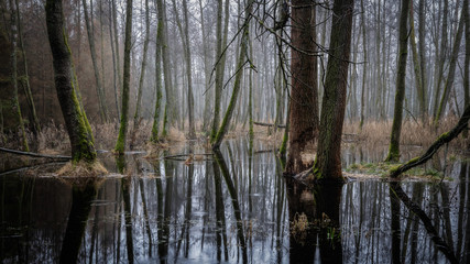 flooded woodlands - gefluteter Wald
