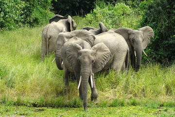 Loxodonta africana