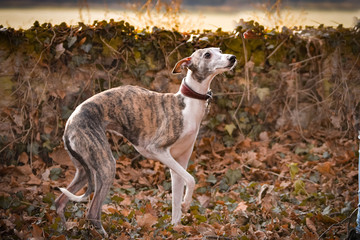 Jung female of whippet is running with ball to us. She is so active dog, she loves ball and plying outside.