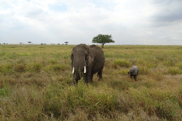 Loxodonta africana