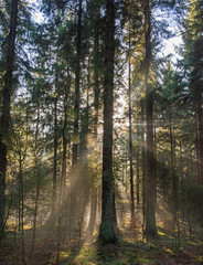 Atmospheric landscape scene through dense forest woodland