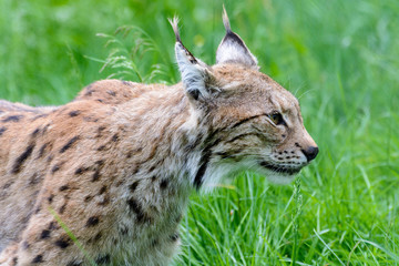 Lynx. Captive animal