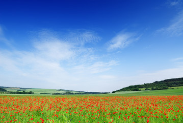 Naklejka na ściany i meble Idyllic view, fields of red poppies