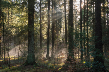 Atmospheric landscape scene through dense forest woodland