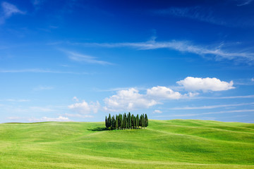 Idyllic view, Italian beautiful landscape, group of cypresses among green fields of tuscany