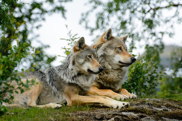 Pair of wolves relaxing. Captive animals - obrazy, fototapety, plakaty