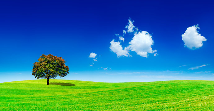 Panoramic idyllic view, lonely tree on green field