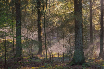 Atmospheric landscape scene through dense forest woodland