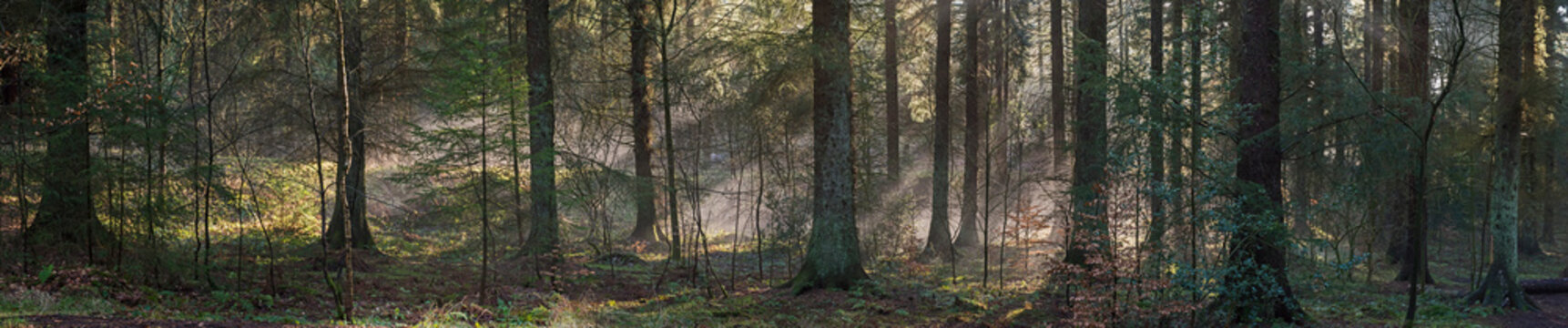 Atmospheric landscape scene through dense forest woodland © Paul Vinten