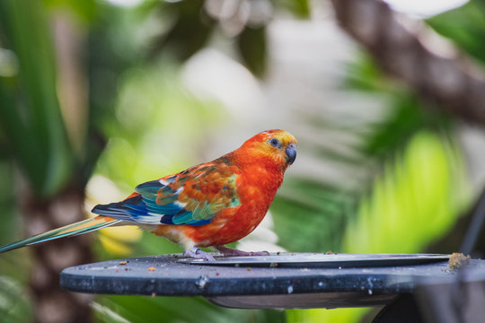 A picture of red rump parakeet in a conservatory.     Vancouver BC Canada