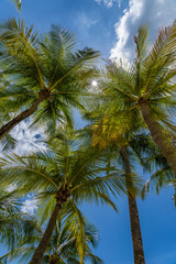 Obraz na płótnie Canvas Coconut trees at the beach