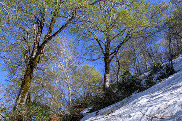 燧ヶ岳のブナの新緑