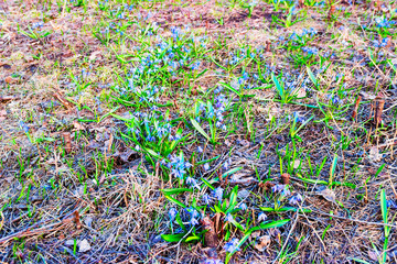Beautiful blue spring flowers close-up day sunny